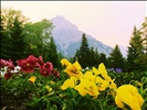 Cascade Rock Garden